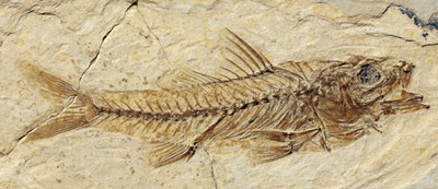 Fish_Oligocene.jpg